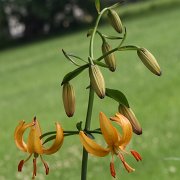 Kometen Group -  inflorescense